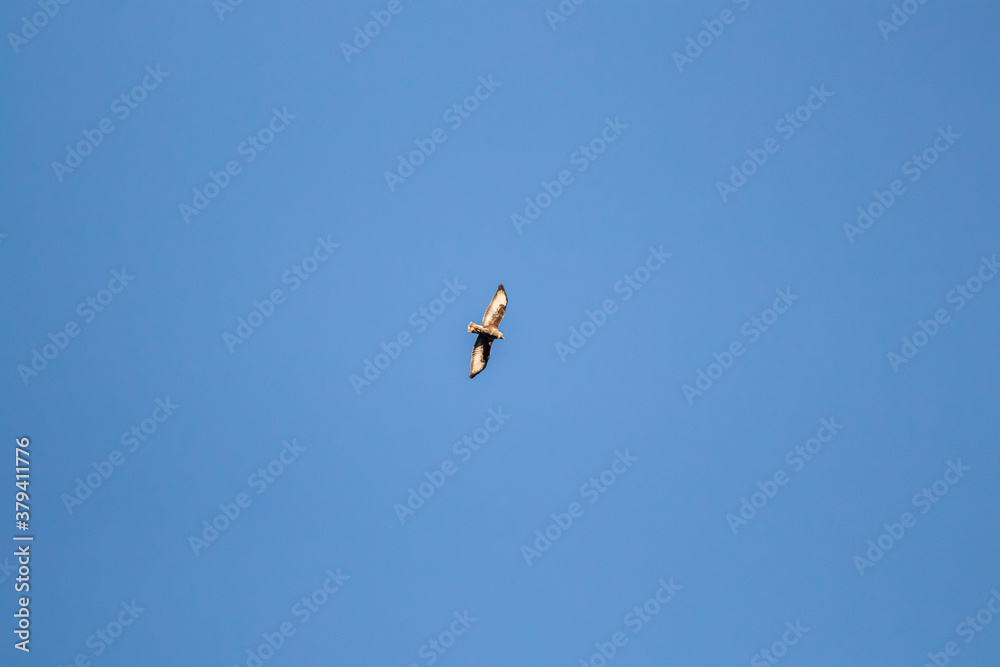 Sunlight Common buzzard flying through sky