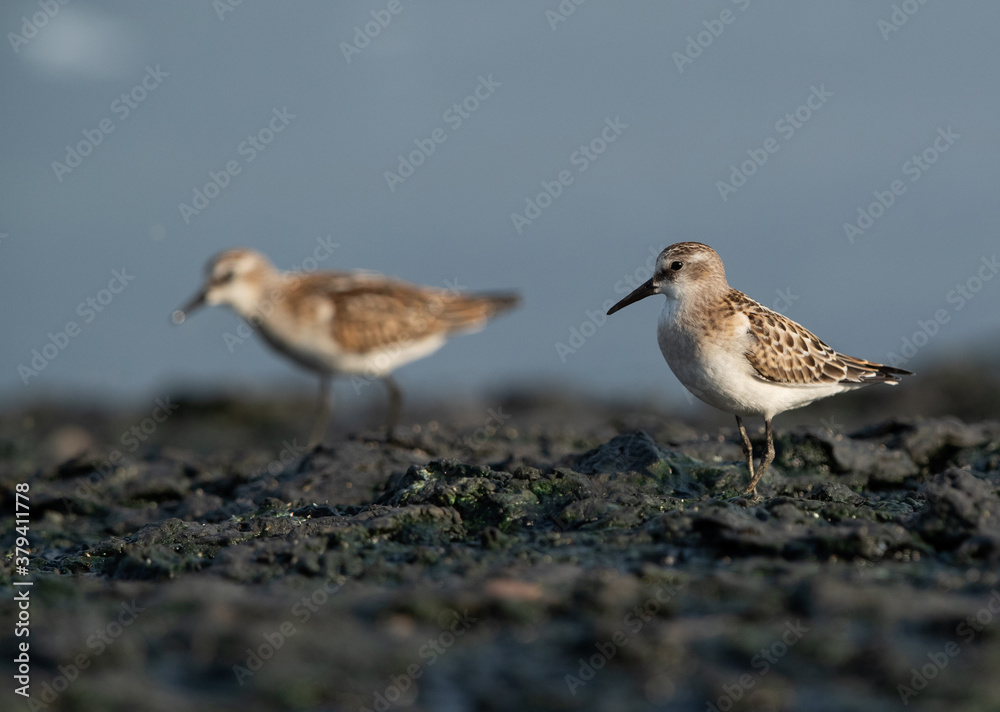 Little Stint druing low tide at Tubli bay feeding, Bahrain Little Stint druing low tide at Tubli bay feeding, Bahrain