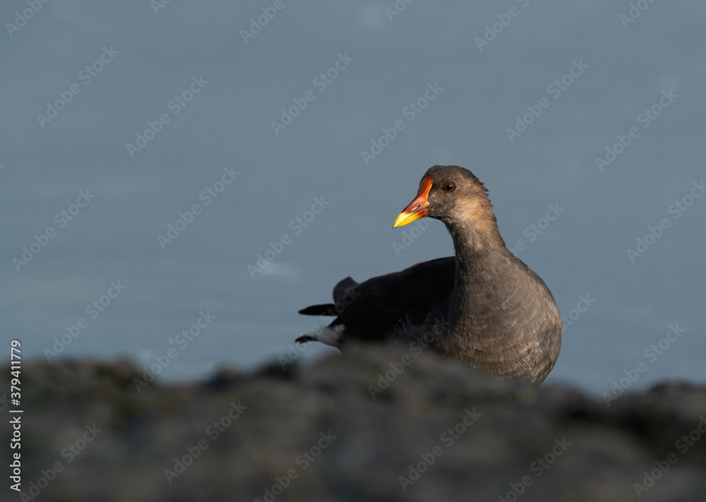 Common Moorhen at Tubli bay in the monring light, Bahrain Common Moorhen at Tubli bay in the monring light, Bahrain