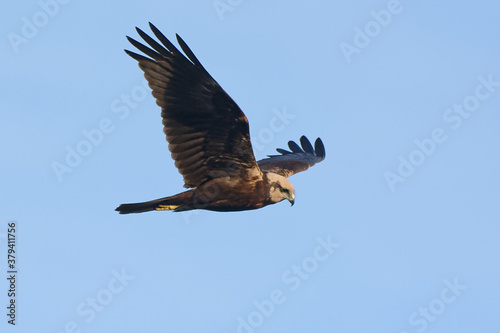 Female Western Marsh Harrier (Circus aeruginosus) flying in the blue sky