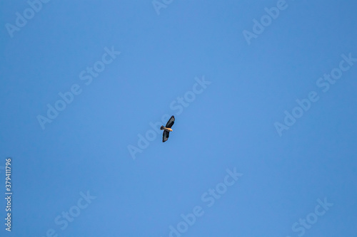 Buteo buteo flying through sky