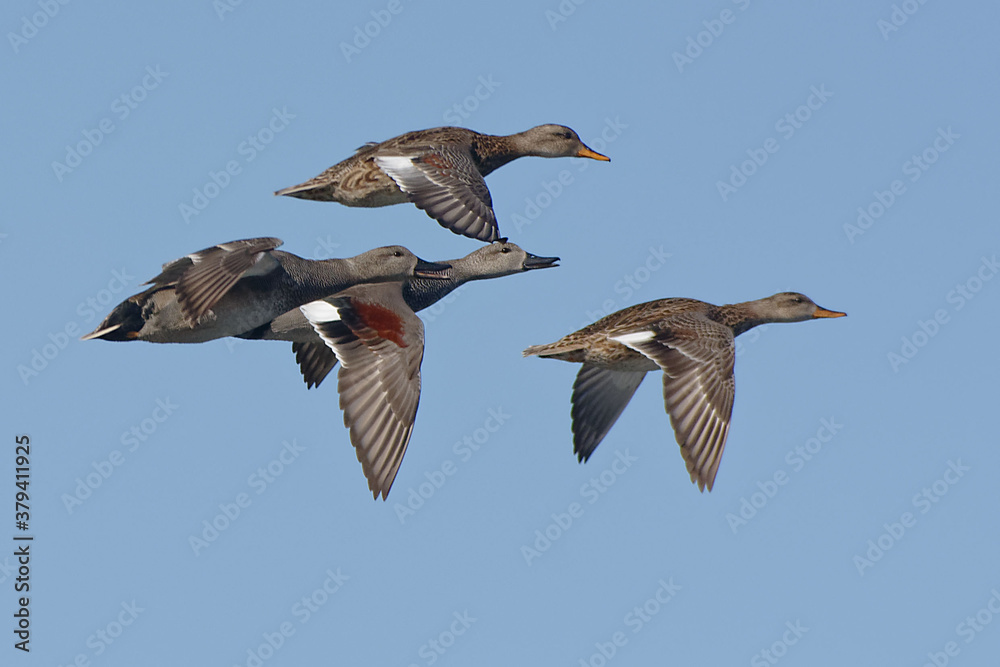 Obraz premium Gadwalls (Mareca strepera) flying in the blue sky