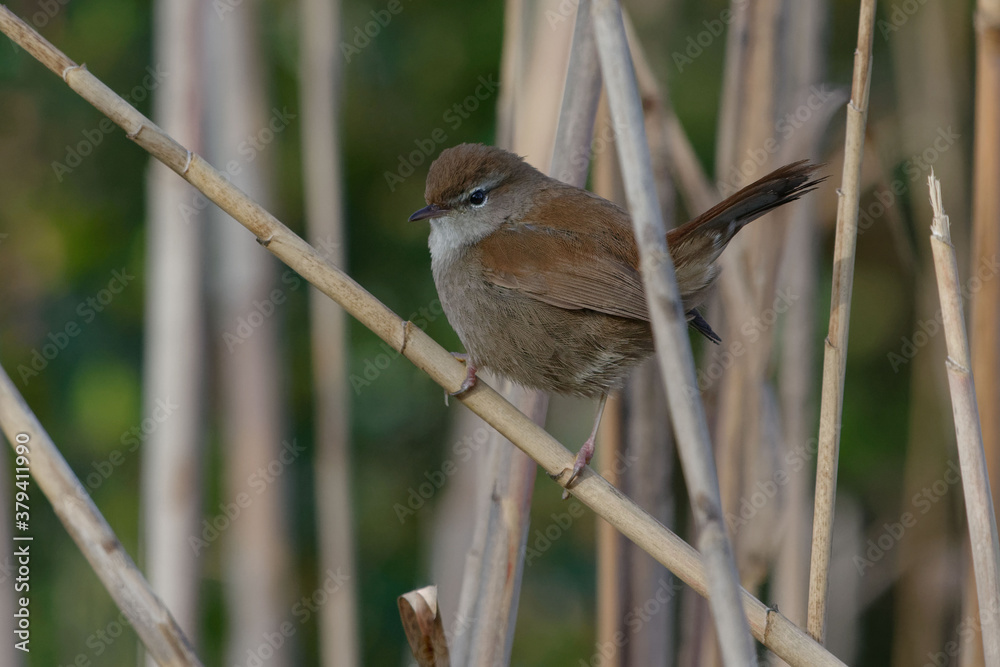 Obraz premium Cetti's Warbler (Cettia cetti) perched on a reed