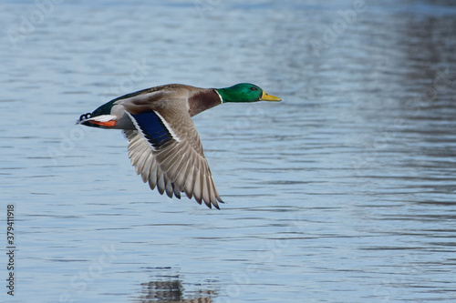 Photographie Male Mallard (Anas platyrhynchos) flying above the water