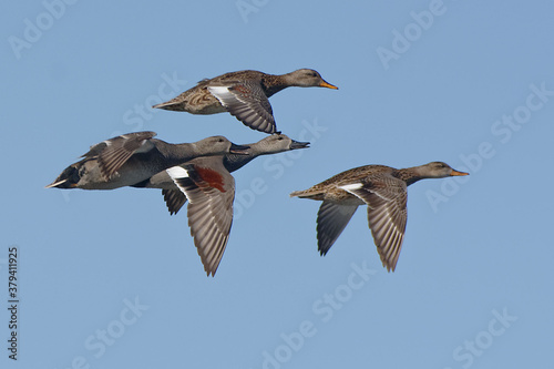 Gadwalls  Mareca strepera  flying in the blue sky