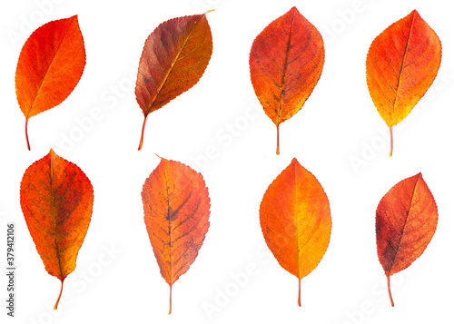 Bright autumn cherry leaves on a white background.