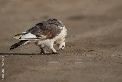 Rock pigeon perched on ground at Adhari, Bahrain