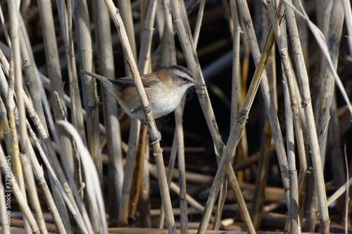 Moustached Warbler (Acrocephalus melanopogon) perched on a reed photo