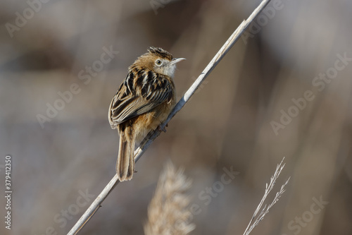 Zitting Cisticola (Cisticola juncidis) perched on a reed photo