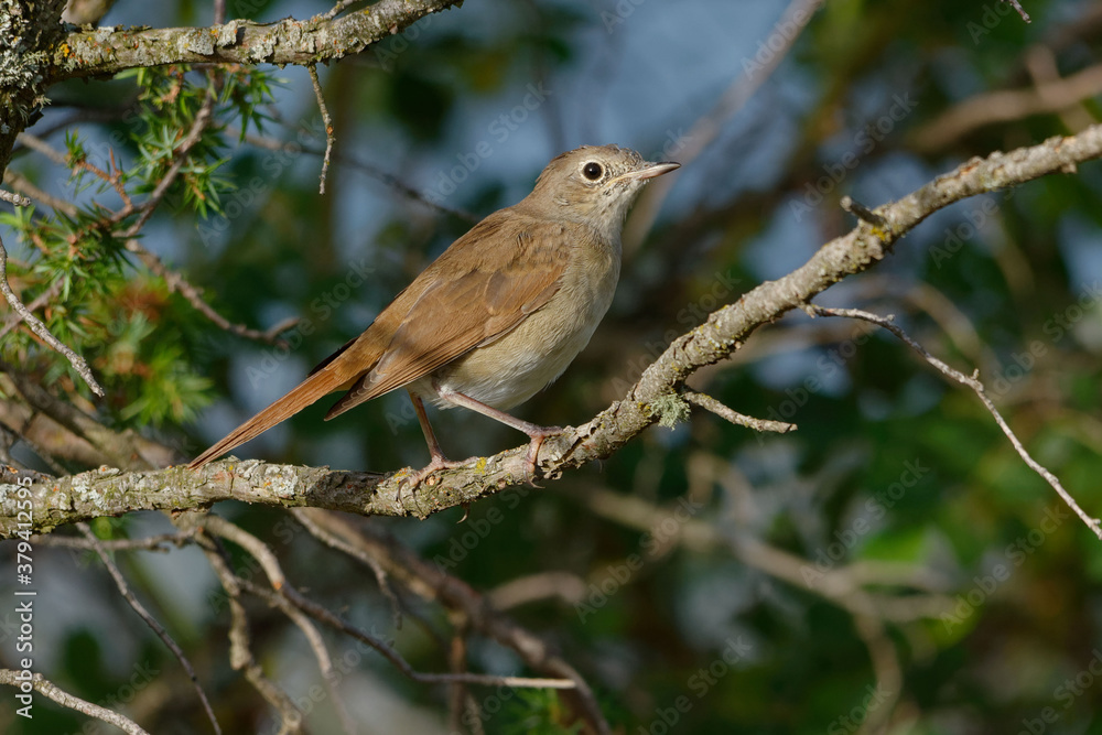 Common Nightingale (Luscinia megarhynchos) resting on a branch
