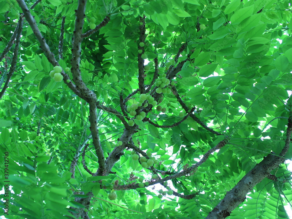 Fototapeta premium green leaves background