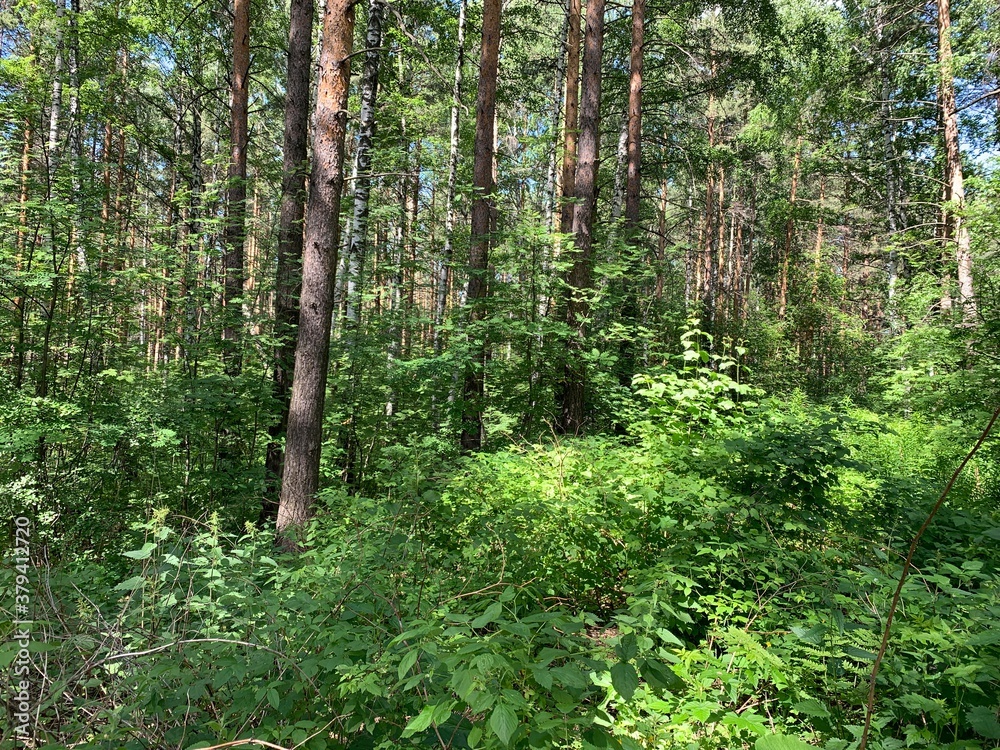 Fototapeta premium cool forest