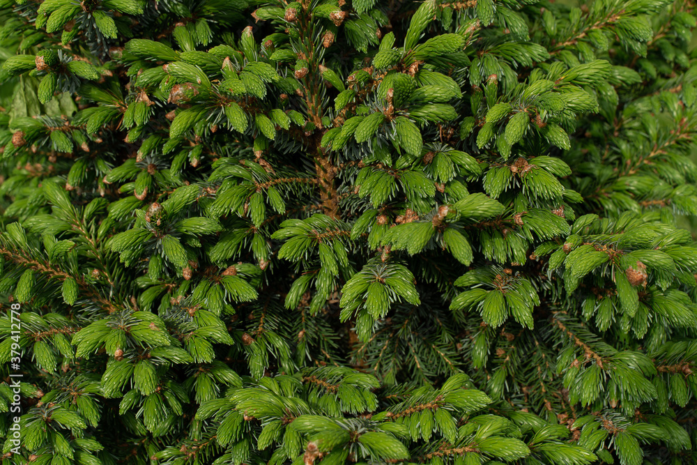 Close up of fir tree or Christmas tree Close up of fir tree or Christmas tree