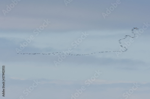 A group of Common cranes (Grus grus) in migration flight