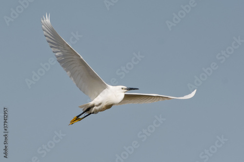 Little Egret (Egretta garzetta) flying in the blue sky © André LABETAA