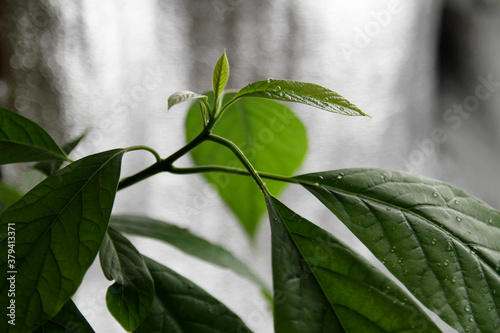 Young sprout on an adult avocado tree. Healthy young plant as growing concept.