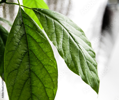 Green and healthy avocado plant leaves.
