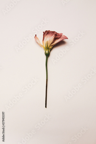 One tender pink flower of eustoma on beige background (vertical photo)