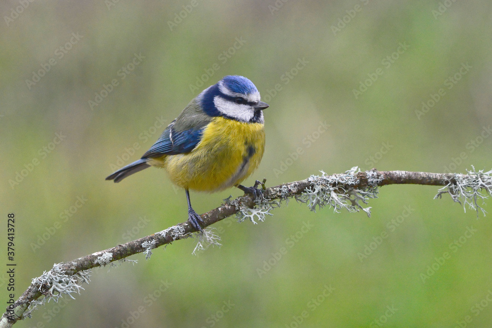 Obraz premium Eurasian Blue Tit (Cyanistes caeruleus) perched on a branch