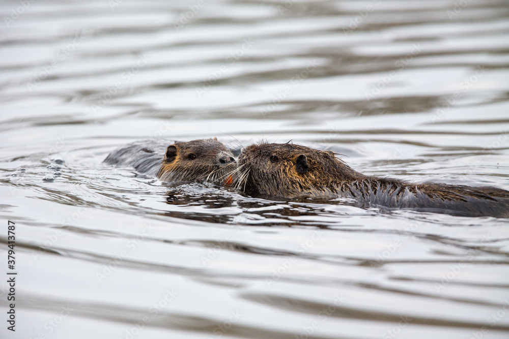 Two Nutrias (Myocaster coypus) swimming in a lake in the nature protection area Moenchbruch near Frankfurt, Germany. Two Nutrias (Myocaster coypus) swimming in a lake in the nature protection area Moenchbruch near Frankfurt, Germany.