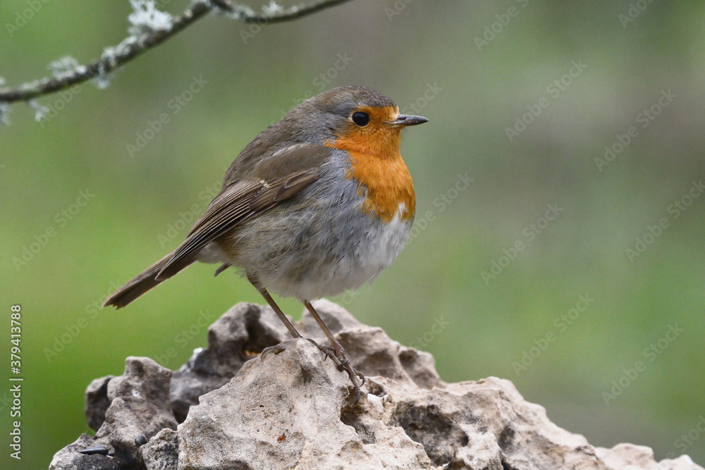 European Robin (Erithacus rubecula) resting in the ground European Robin (Erithacus rubecula) resting in the ground