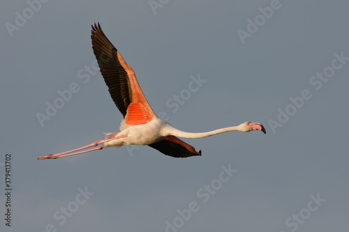 Greater Flamingo flying (Phoenicopterus roseus) flying
