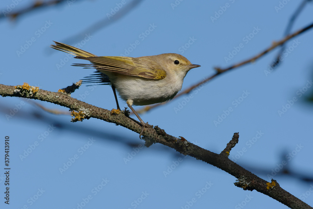 Western Bonelli's Warbler (Phylloscopus bonelli) perched on a branch Western Bonelli's Warbler (Phylloscopus bonelli) perched on a branch