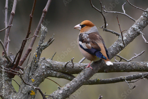 Obraz na płótnie Male Hawfinch (Coccothraustes coccothraustes) perched on a branch
