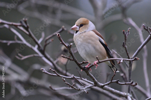 Female Hawfinch (Coccothraustes coccothraustes) perched on a branch