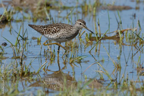 Wood Sandpiper (Tringa glareola) in the water