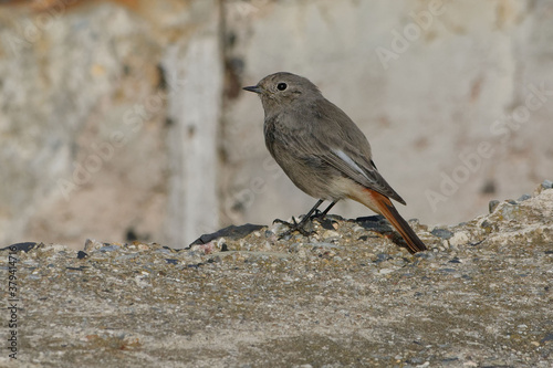 Female Black Redstart (Phoenicurus ochruros) resting on a rock