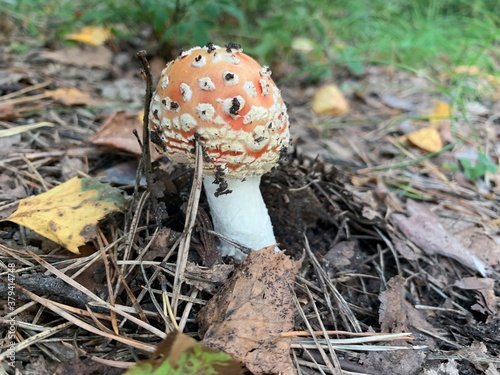 fly mushroom