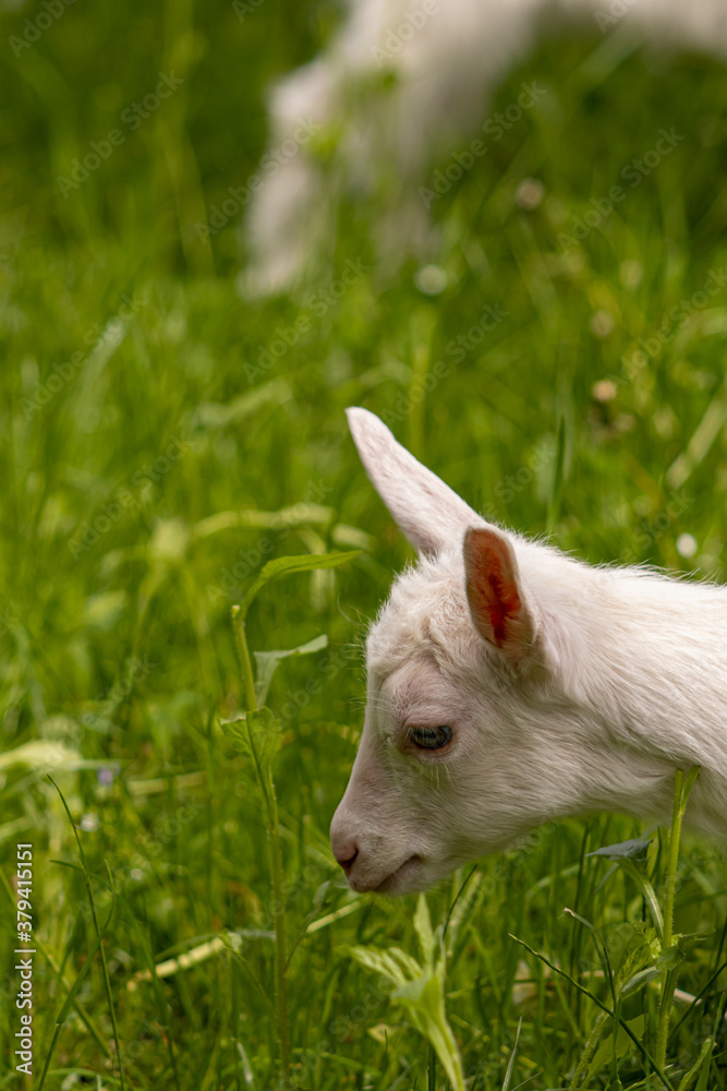 Small white domestic goat grazing, close up Small white domestic goat grazing, close up
