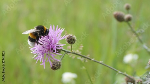 bee on a flower © Liza