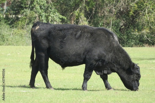 Black bull eat grass on Florida farm  closeup