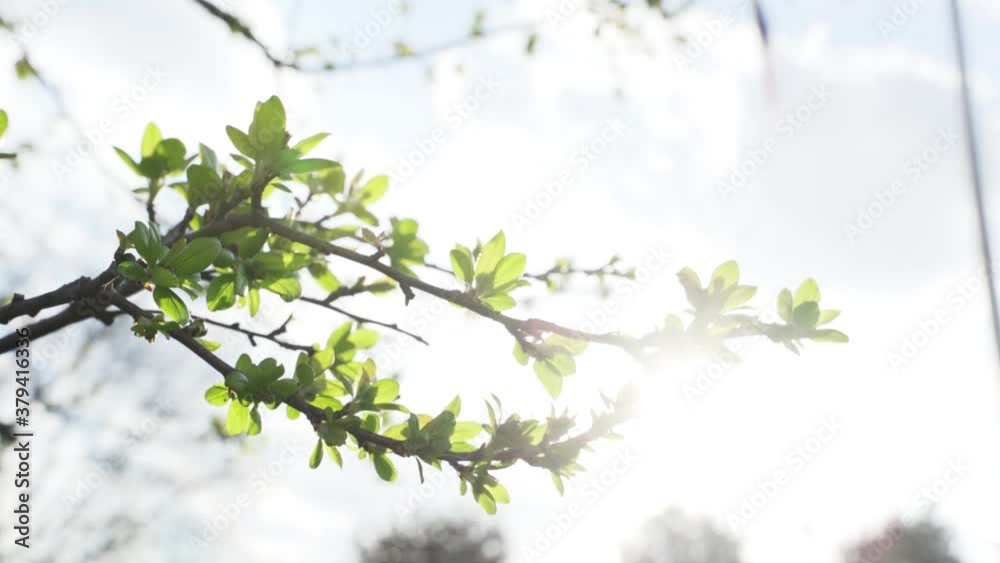 Budding branches in park with clouds and flare at the end. Budding branches in park with clouds and flare at the end.