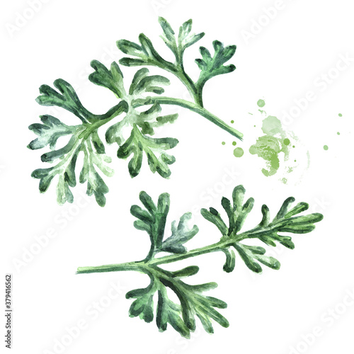 Sprigs of medicinal plant wormwood set. Hand drawn watercolor illustration isolated on white background