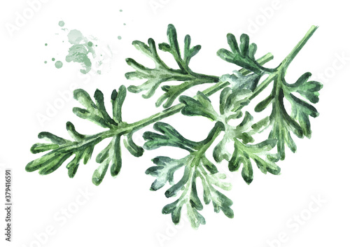 Sprigs of medicinal plant wormwood. Hand drawn watercolor illustration isolated on white background