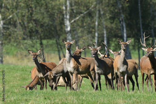 Fototapeta A herd of deer stag and hind deer in a meadow during a rut