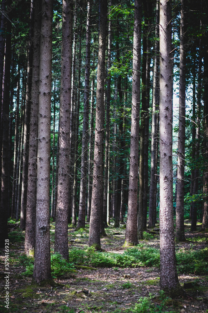Naklejka premium Un forêt de l'intérieur