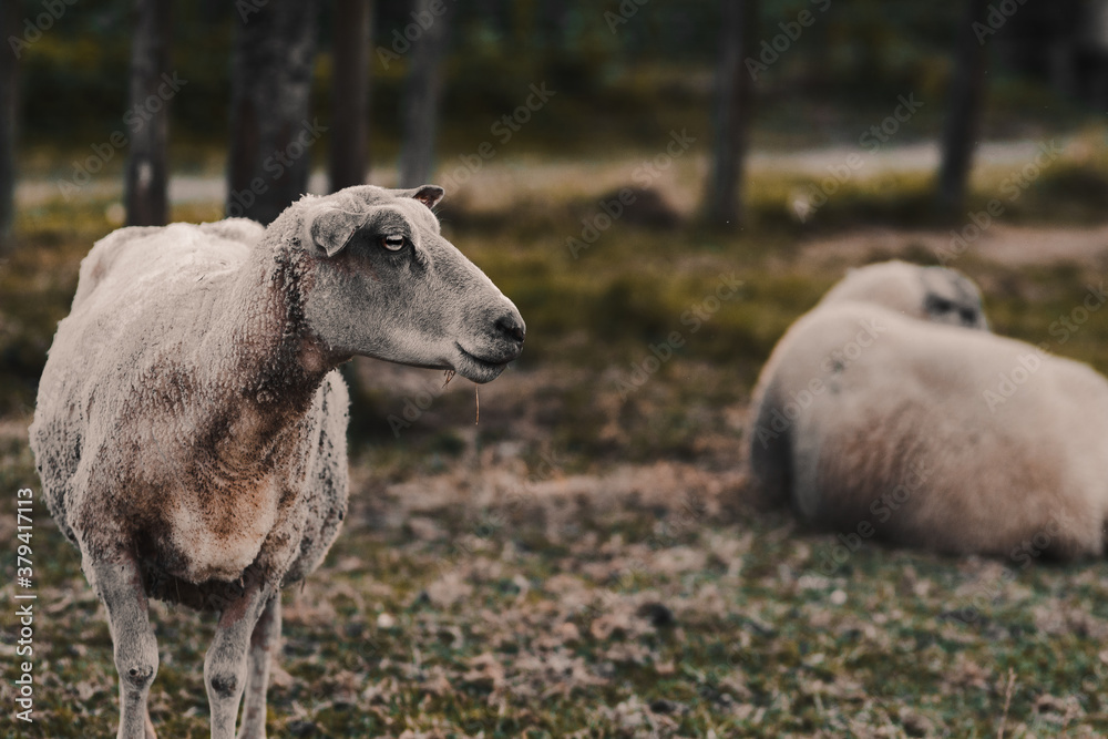Fototapeta premium Des moutons au coucher du soleil.