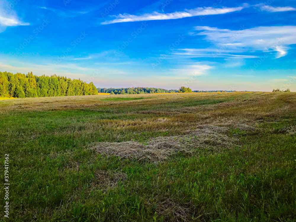 Fototapeta premium Summer Field