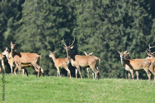 Fototapeta Naklejka Na Ścianę i Meble -  A herd of deer stag and hind deer in a meadow during a rut