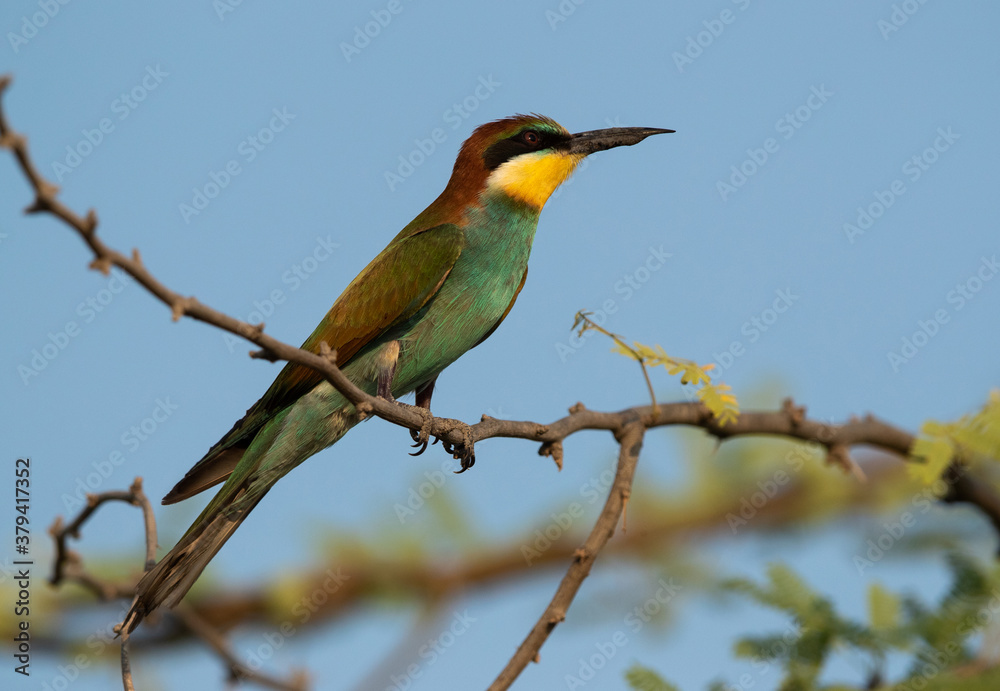 Closeup of a European bee-eater perched on tree, Bahrain Closeup of a European bee-eater perched on tree, Bahrain
