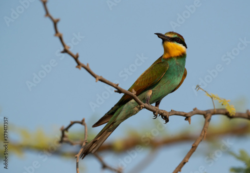 Closeup of a beautiful European bee-eater perched on a tree, Bahrain
