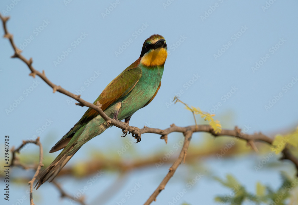 Closeup of a European bee-eater perched on a tree, Bahrain