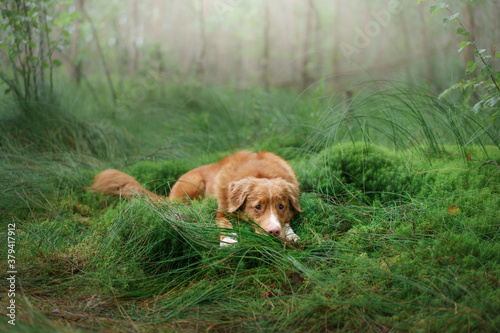 Wallpaper Mural dog lies on moss in the forest. red Nova Scotia Duck Tolling Retriever in nature Torontodigital.ca