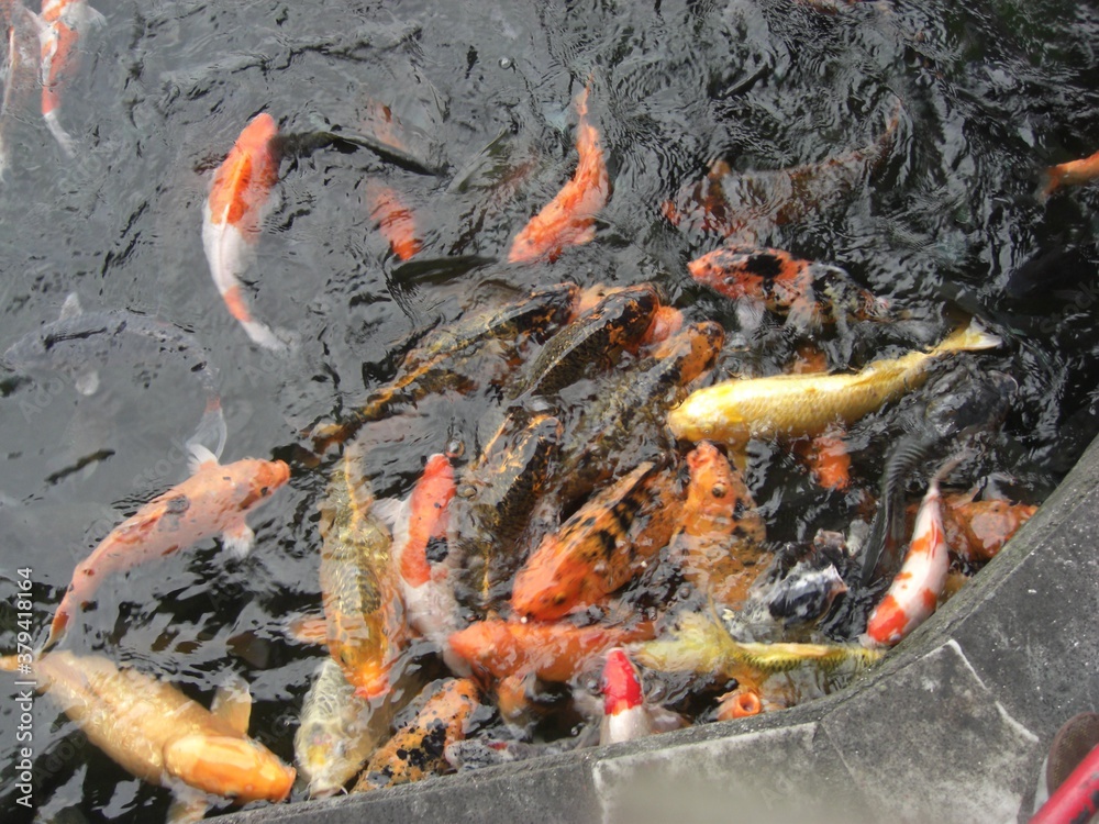 fish in the water pond
