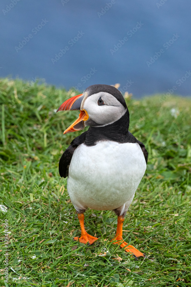 Naklejka premium Puffin at the Mykines island at Faroe Islands
