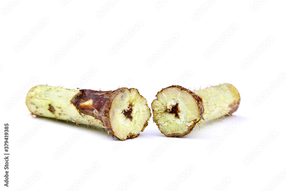 Raspberry stem gall midge. Midge on a branch. Damaged raspberry ...